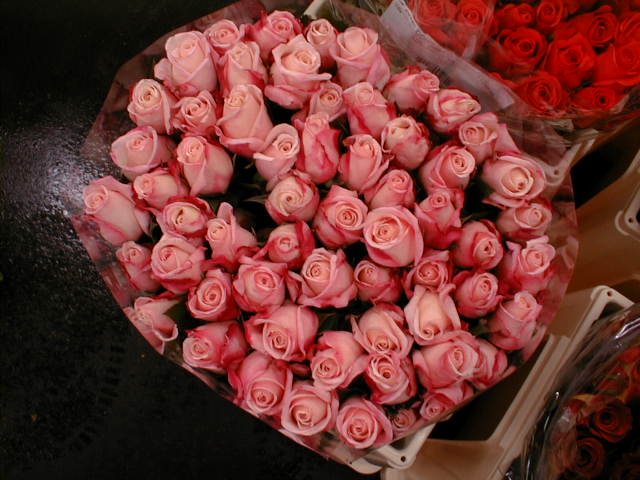 02020018.jpg (60983 Byte)